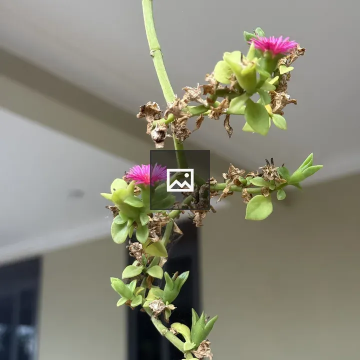 Close-up of green succulent with pink flowers