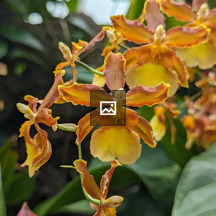 Small orchids in yellow and orange