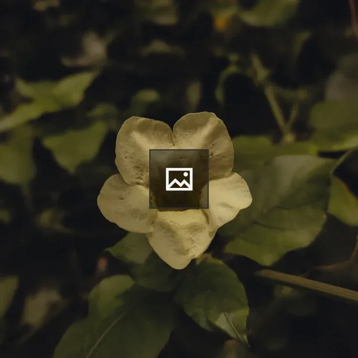 Flower in Full Bloom