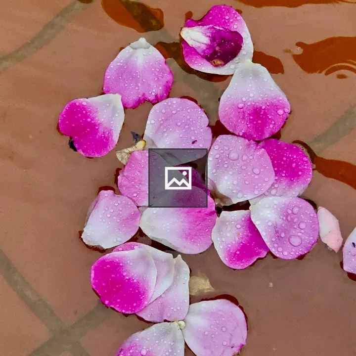 Rose Petals on Water