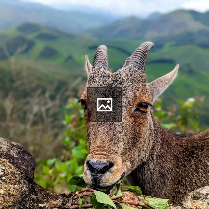 Tahr on rocky ledge