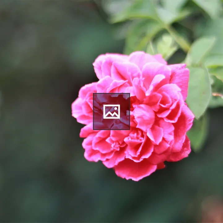 Pink Rose with Green Blur
