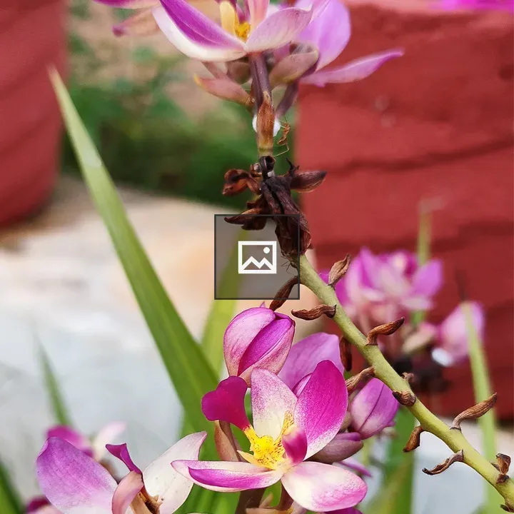 Pink and yellow orchids