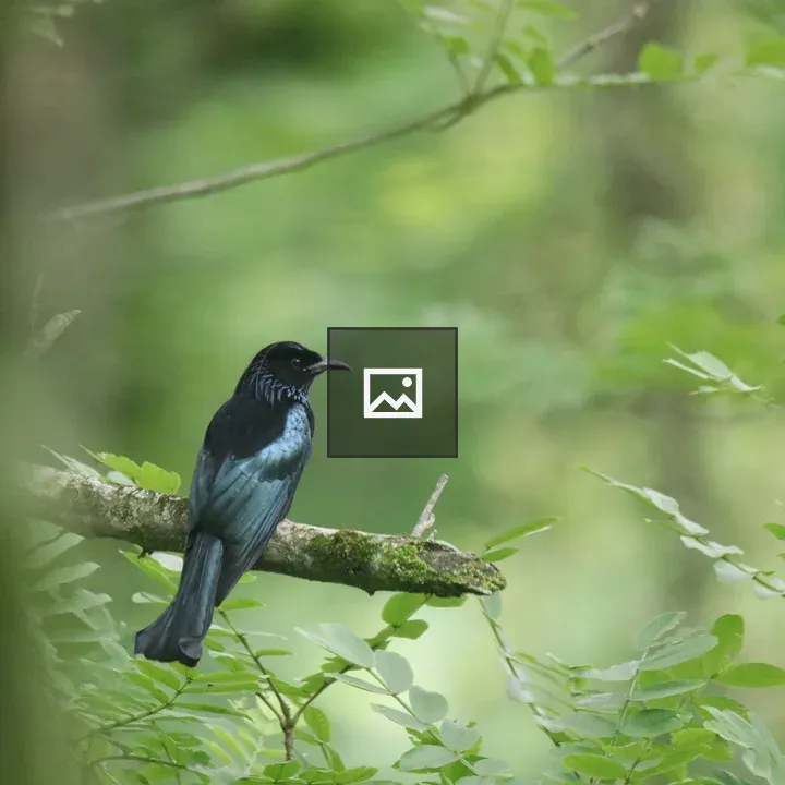 Hair-crested Drongo on Branch