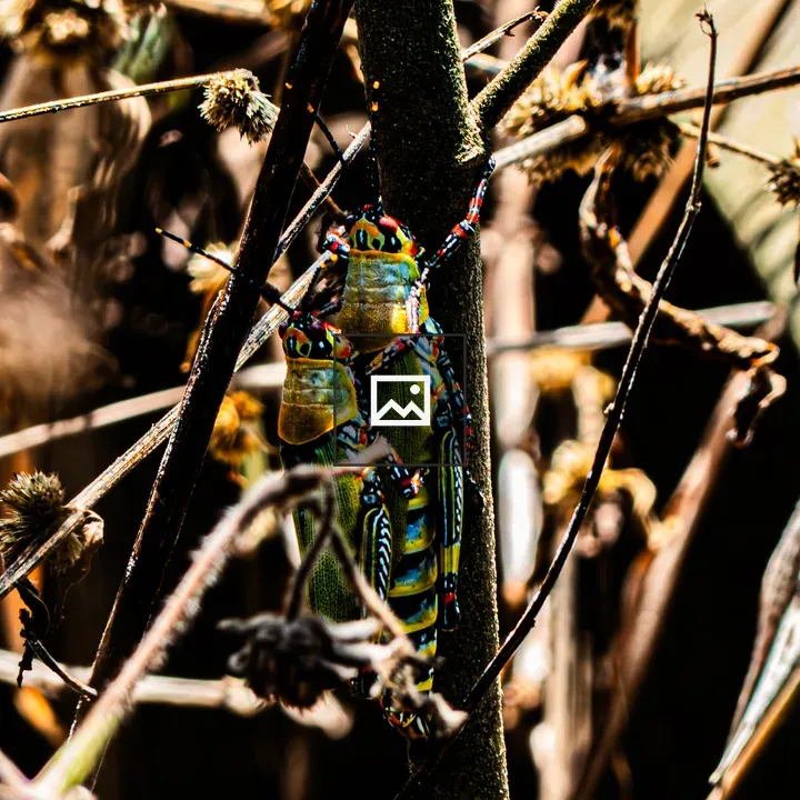 Two bright grasshoppers on a stem