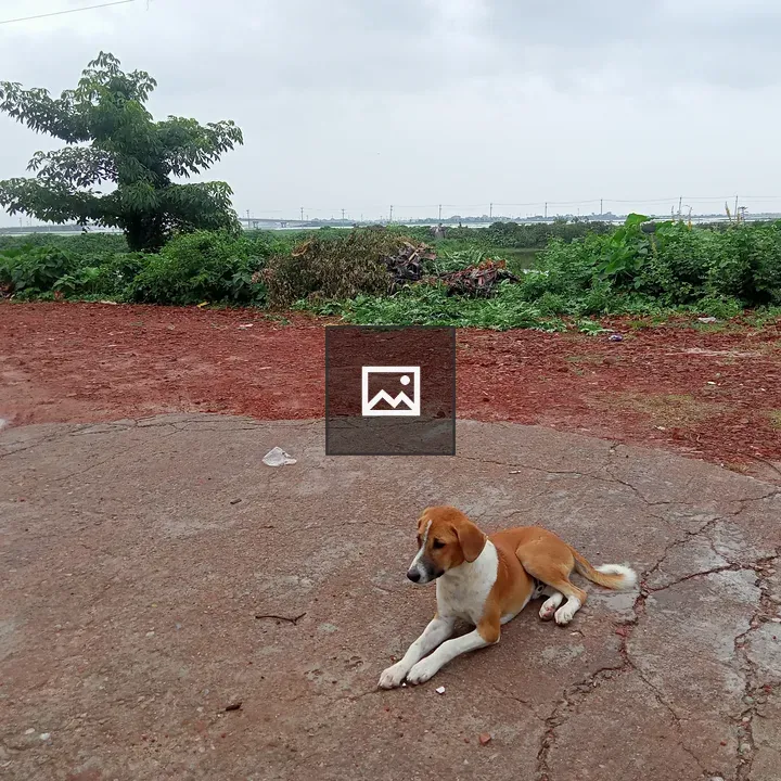 Dog on Gravel in Rural Area