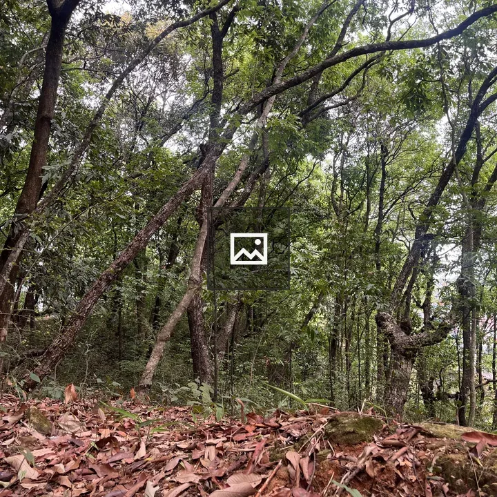 Dense forest with tall trees