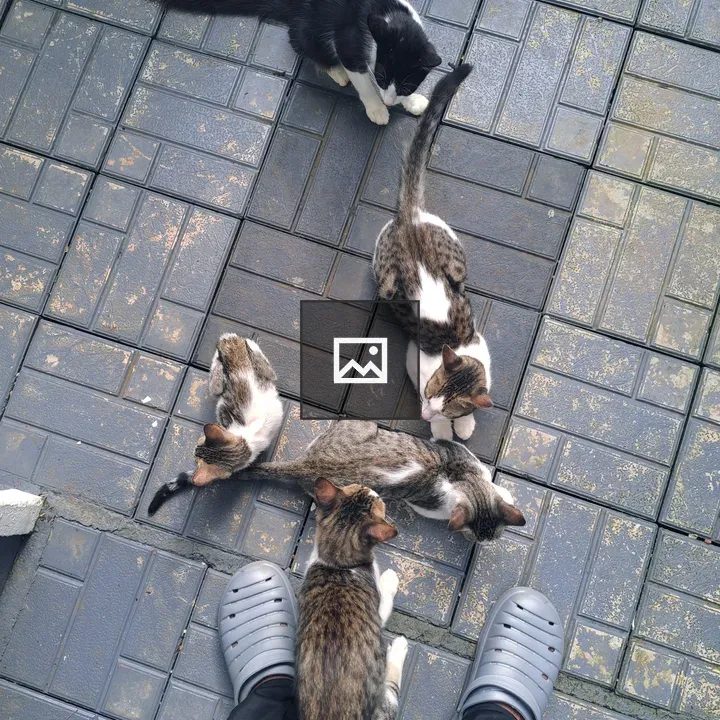 Person with five cats in tiled room