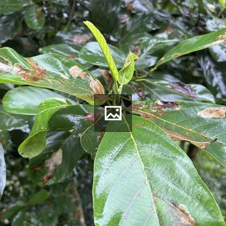 Leaves on Branch in Portrait