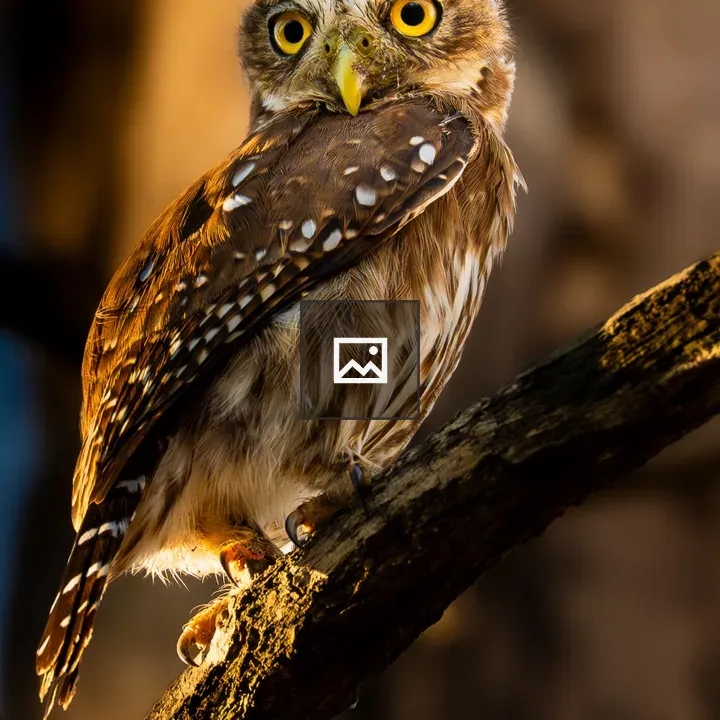 Small owl on branch