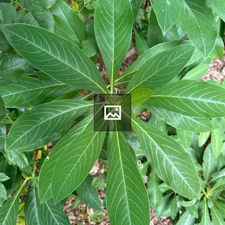 Leaf cluster with white veins