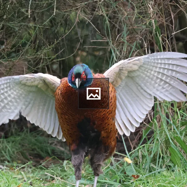 Male pheasant stretching wings