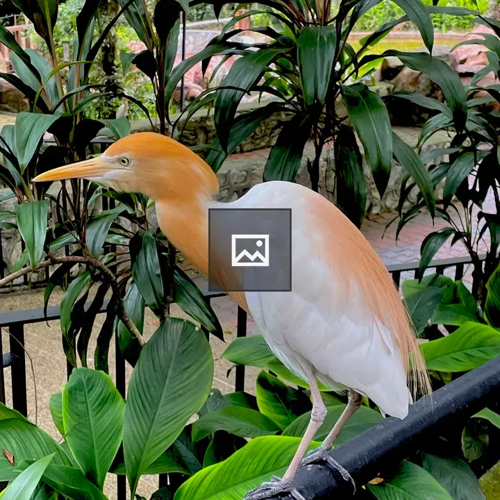 Cattle Egret in Kuala Lumpur Park