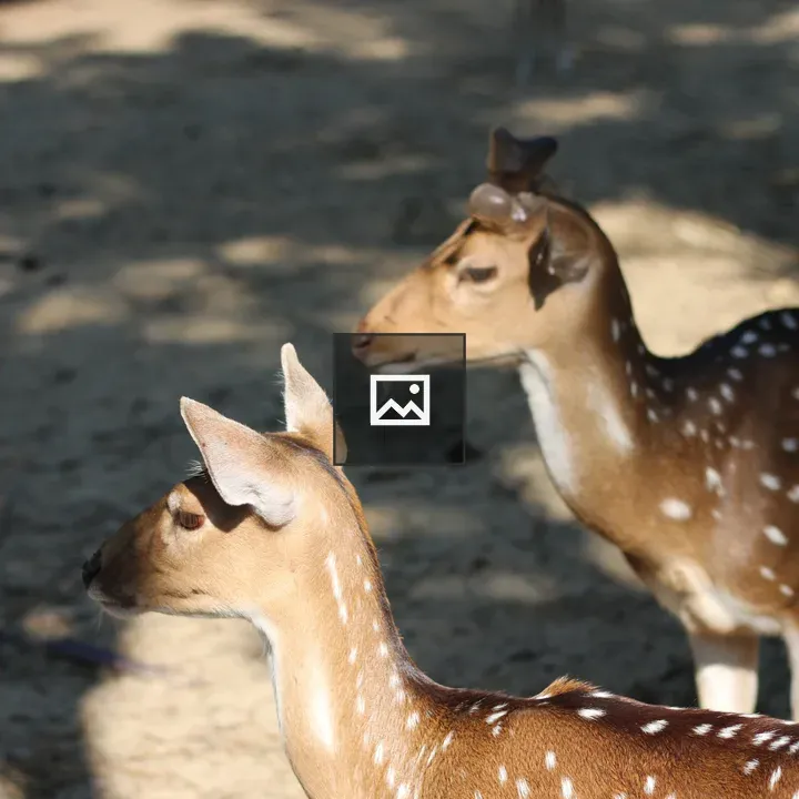 Two deer in profile