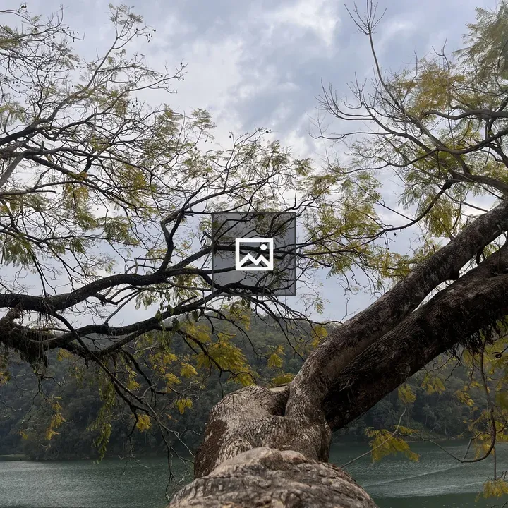 Tree Branch Over Lake View
