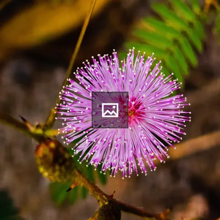 Thottavaadi blossoms close-up