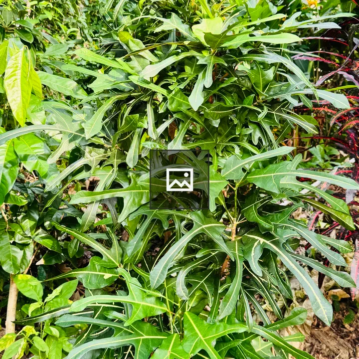Lush green plant with lobed leaves