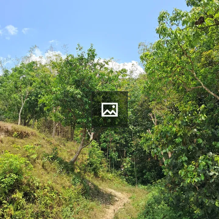 Winding path through lush greenery