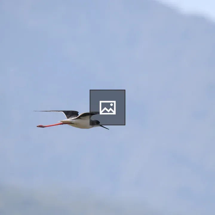 Black-necked Stilt in Flight