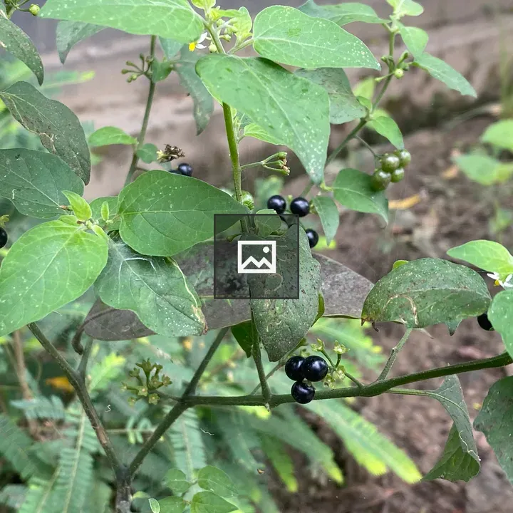 Lush green plant with berries