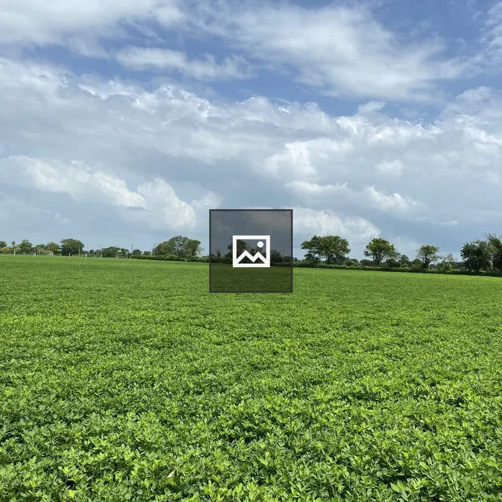 Agricultural field under blue sky