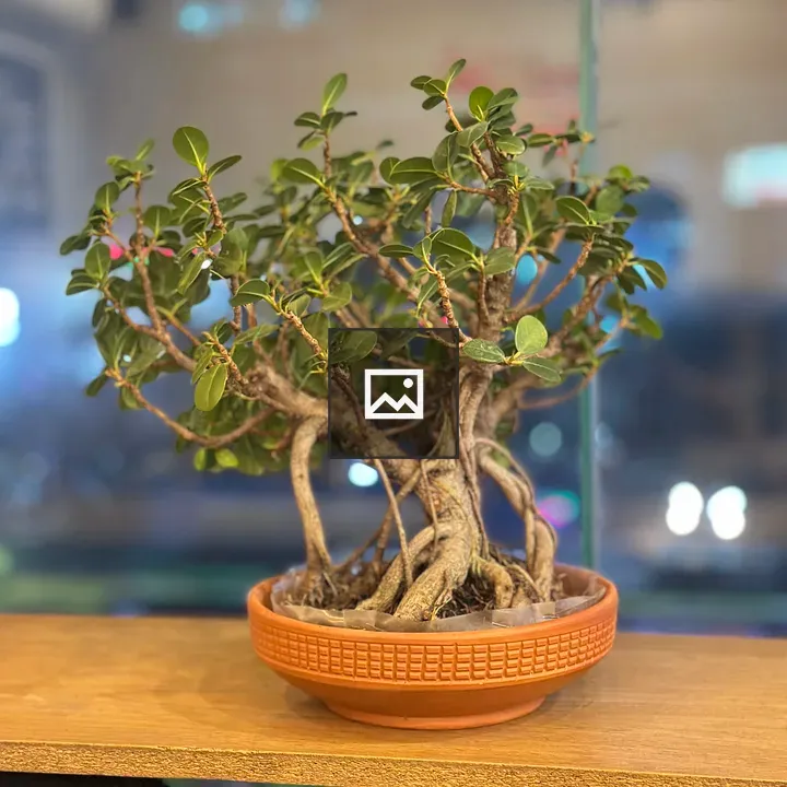 Flowering Bonsai Tree