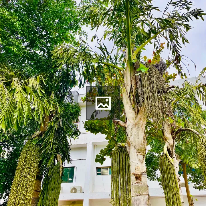 Caryota palm trees