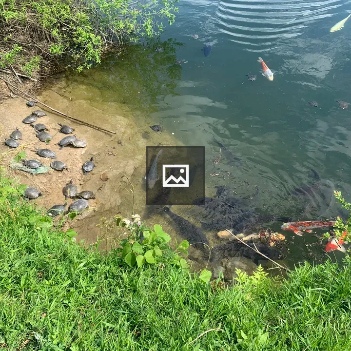 Konaka pond scene with carp and turtle