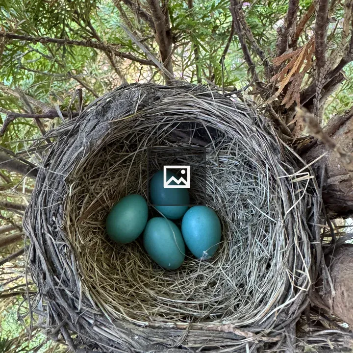 Birds nest with robin eggs