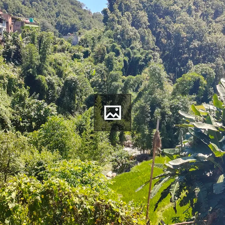 Landscape with Dense Bamboo and Trees