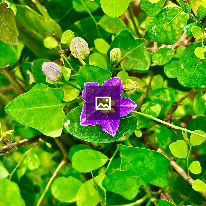 Violet wildflower in Thol bird sanctuary