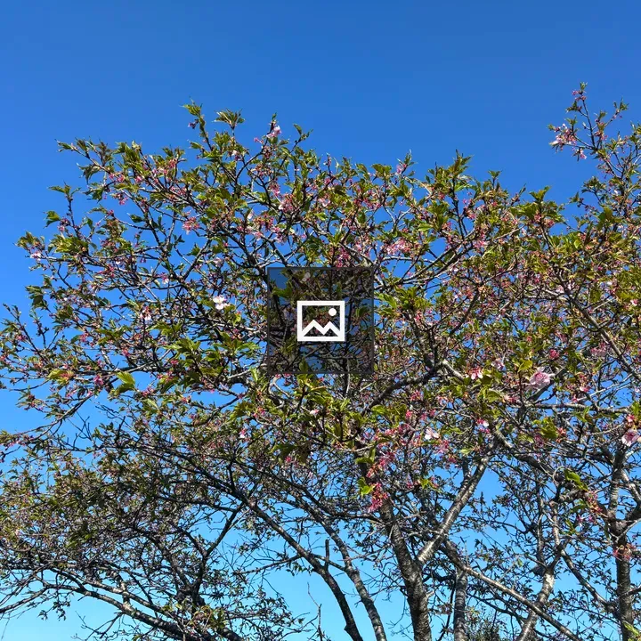 Cherry Blossom Tree in Spring