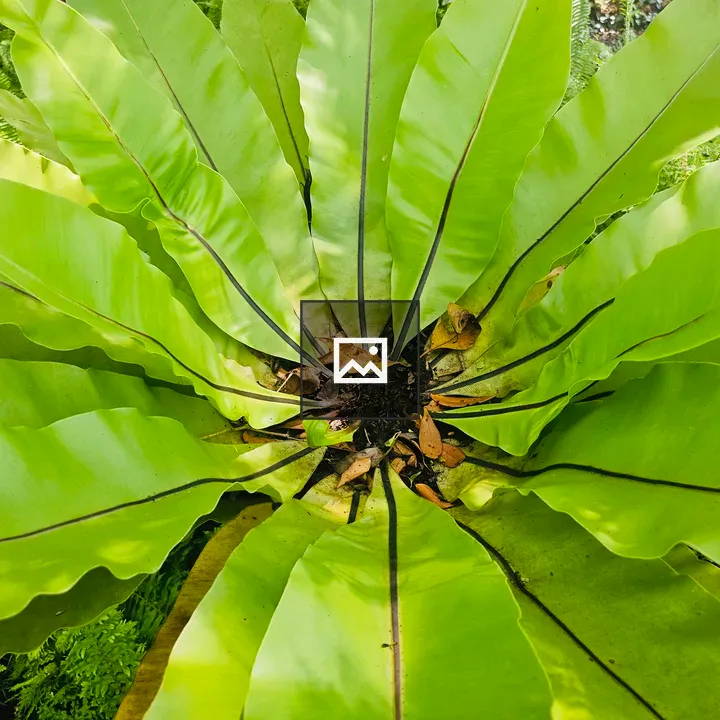 Nest fern at botanical garden