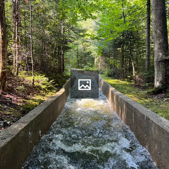 Water channel through forest