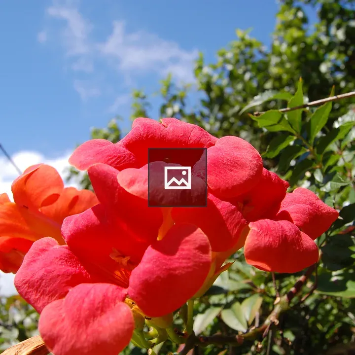 Chinese trumpet creeper bloom