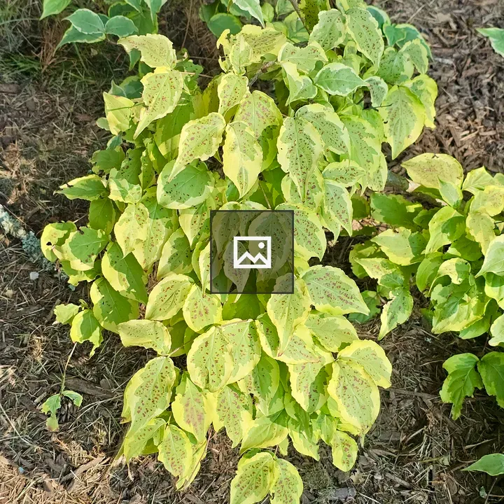 Leafy shrub with yellow-green leaves