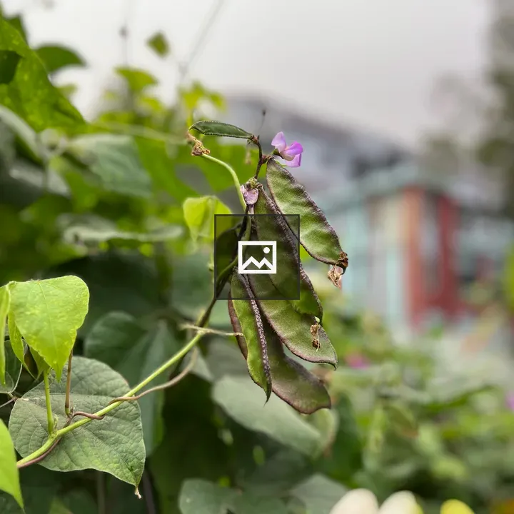 Green leaf with Bean