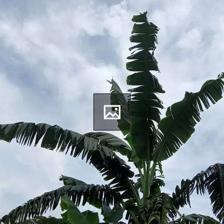 Banana Plant in Cloudy Sky