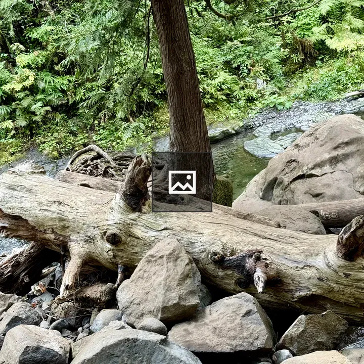 Fallen tree trunk by creek