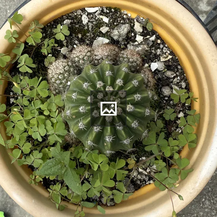 Top view of potted cactus