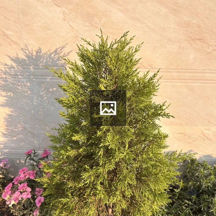 Coniferous Seedling with Pink Flowers