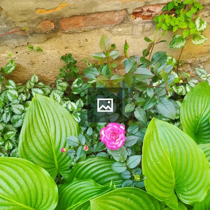 Pink Roses and Green Foliage