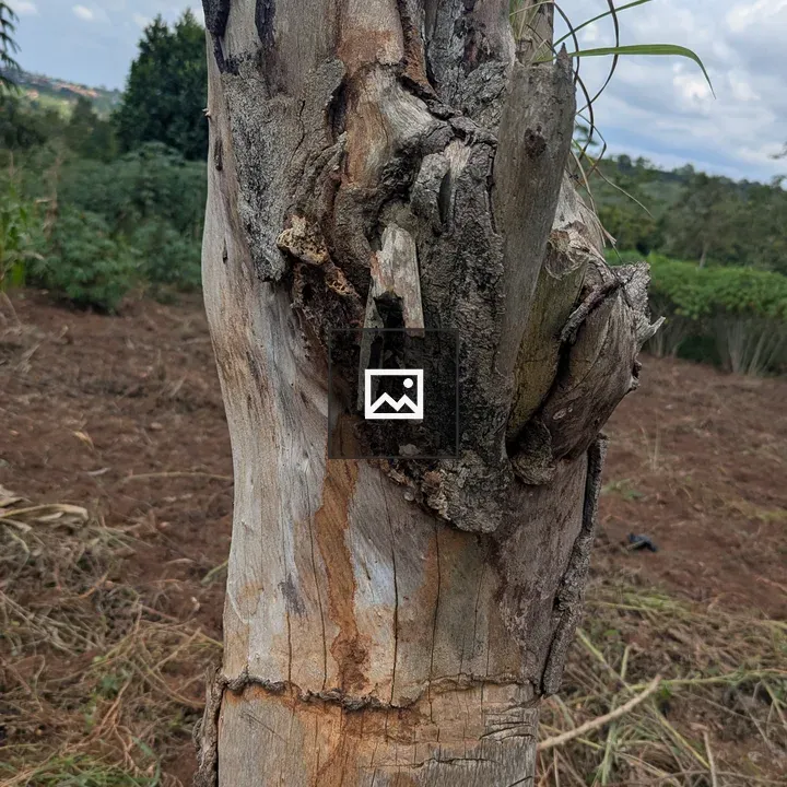 Weathered tree stump in field