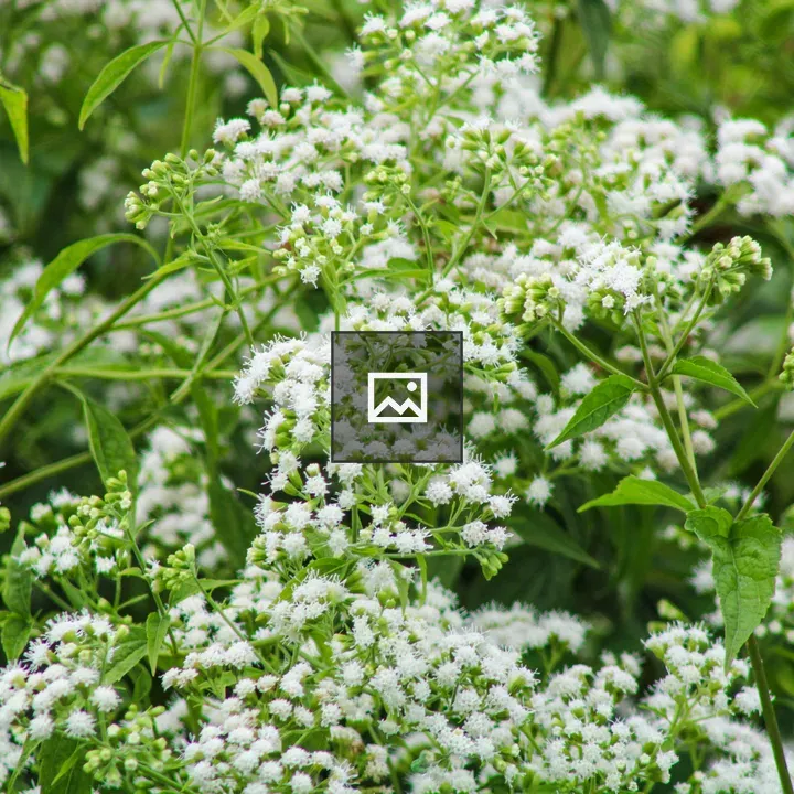 Small White Flowers on Green Bush
