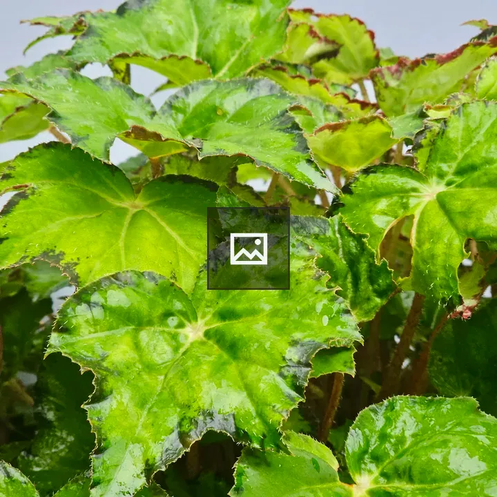 Begonia leaves close-up