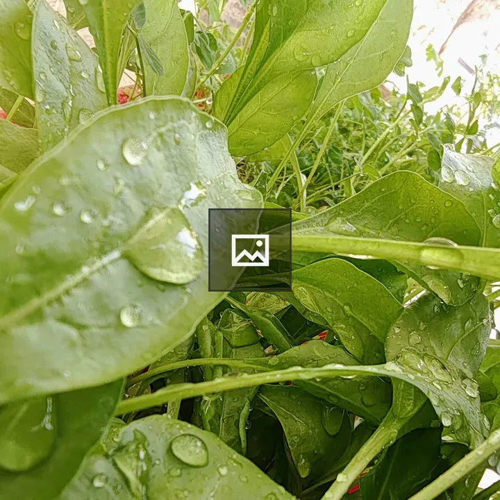 Spinach plant close-up