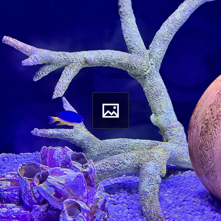 Blue fish near coral and pot