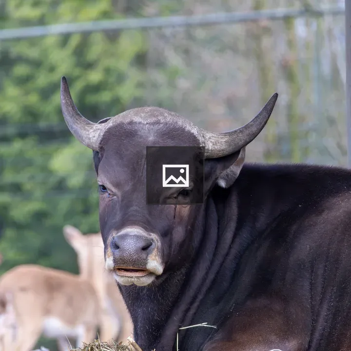 Portrait of Banteng Cow