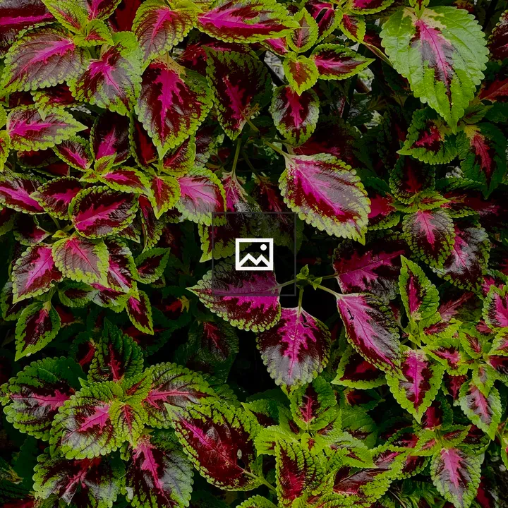 Lush plant with pink center