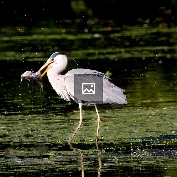 Grey Heron near Bird Valley